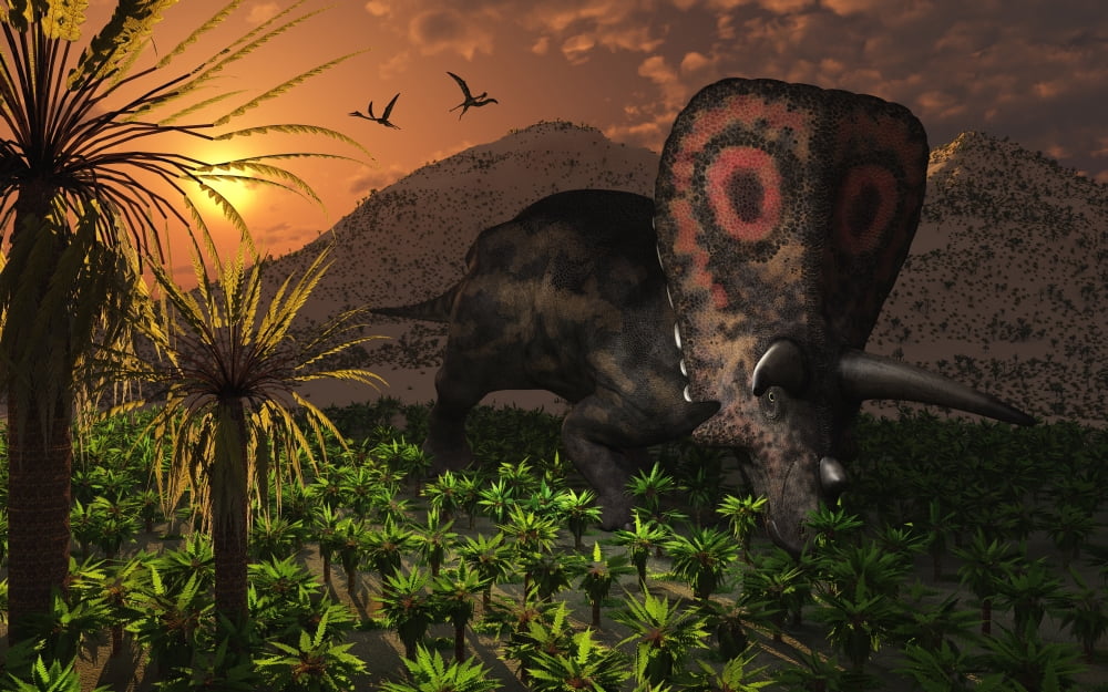 A lone Torosaurus dinosaur feeding on plants Canvas Art - Mark StevensonStocktrek Images (18 x 12)