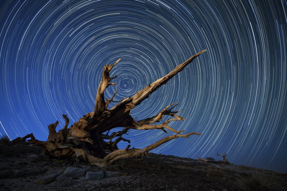 A lone bristlecone pine in the White Mountains of California Canvas Art - Dan BarrStocktrek Images (35 x 23)