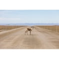 thumbnail image 1 of A lone caribou stands in the Dalton Highway; Alaska United States of America Poster Print by Steven Miley #, 1 of 3