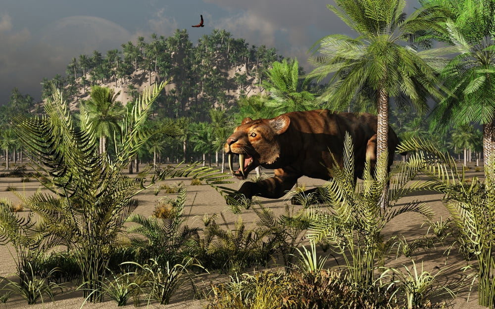 A lone carnivorous Sabre-Toothed Tiger stalking its next meal Canvas Art - Mark StevensonStocktrek Images (36 x 23)