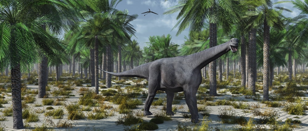 A lone herbivorous Camarasaurus dinosaur Canvas Art - Mark StevensonStocktrek Images (43 x 19)