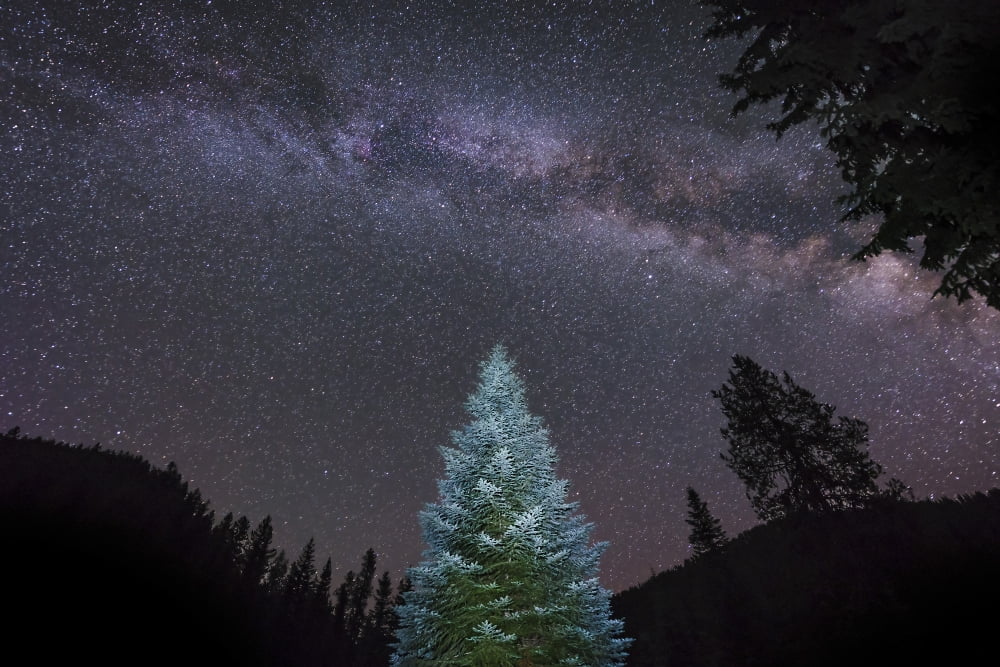 A lone lit pine tree glows under the arch of the Milky Way Canvas Art - John DavisStocktrek Images (35 x 23)