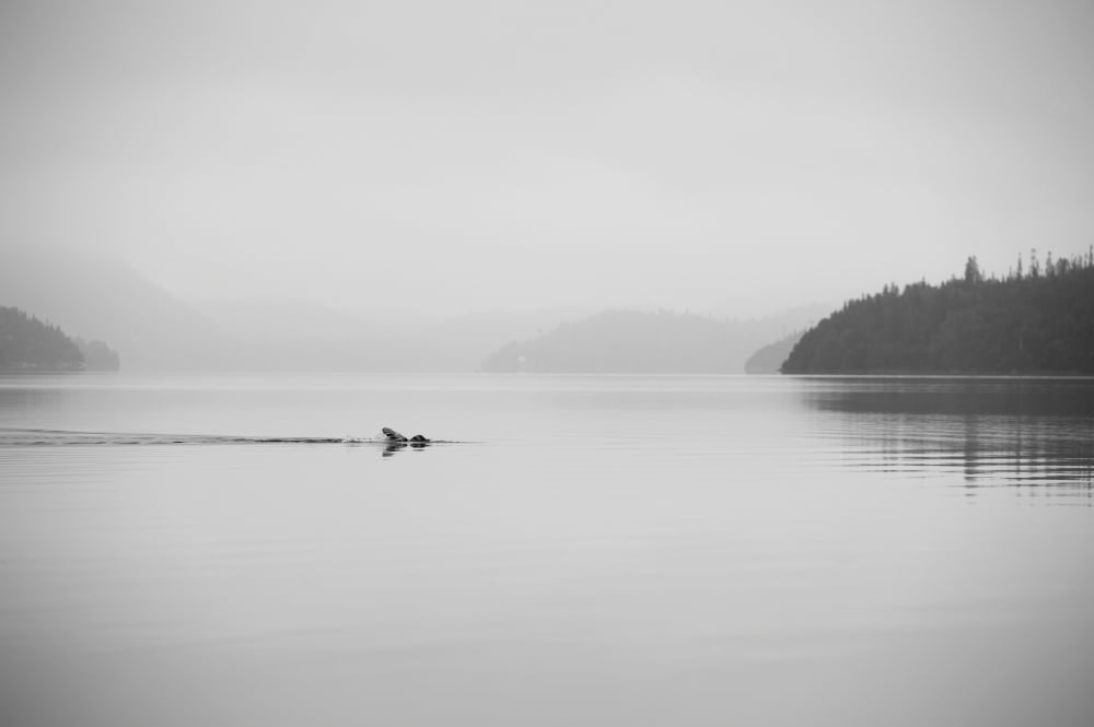 A lone swimmer swims across a calm misty lake Ontario Canada Canvas Art - James Smedley Design Pics (38 x 24)