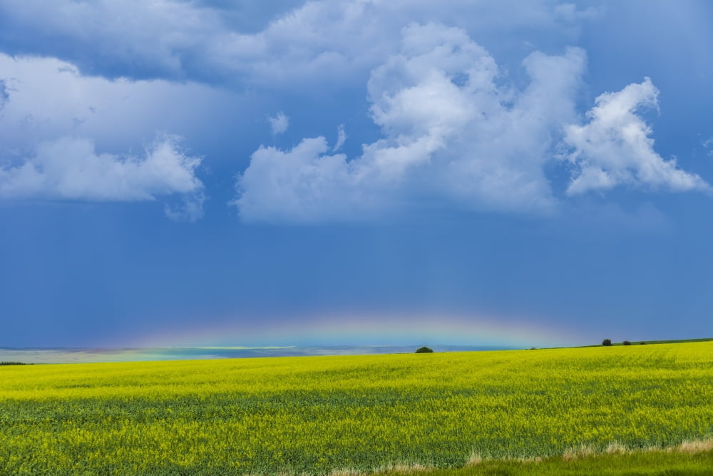 A low altitude rainbow visible over the yellow canola field Gleichen Alberta Canada Canvas Art - Alan DyerStocktrek Images (18 x 12)