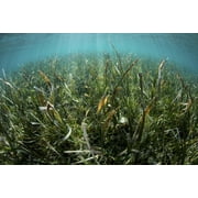 A luxurious sea grass meadow thrives in Wakatobi National Park, Indonesia. Poster Print by Ethan Daniels/Stocktrek Images (17 x 11)
