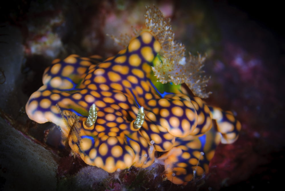 A magnificent ceratosoma nudibranch on coral Solomons Canvas Art - Steve JonesStocktrek Images (18 x 12)