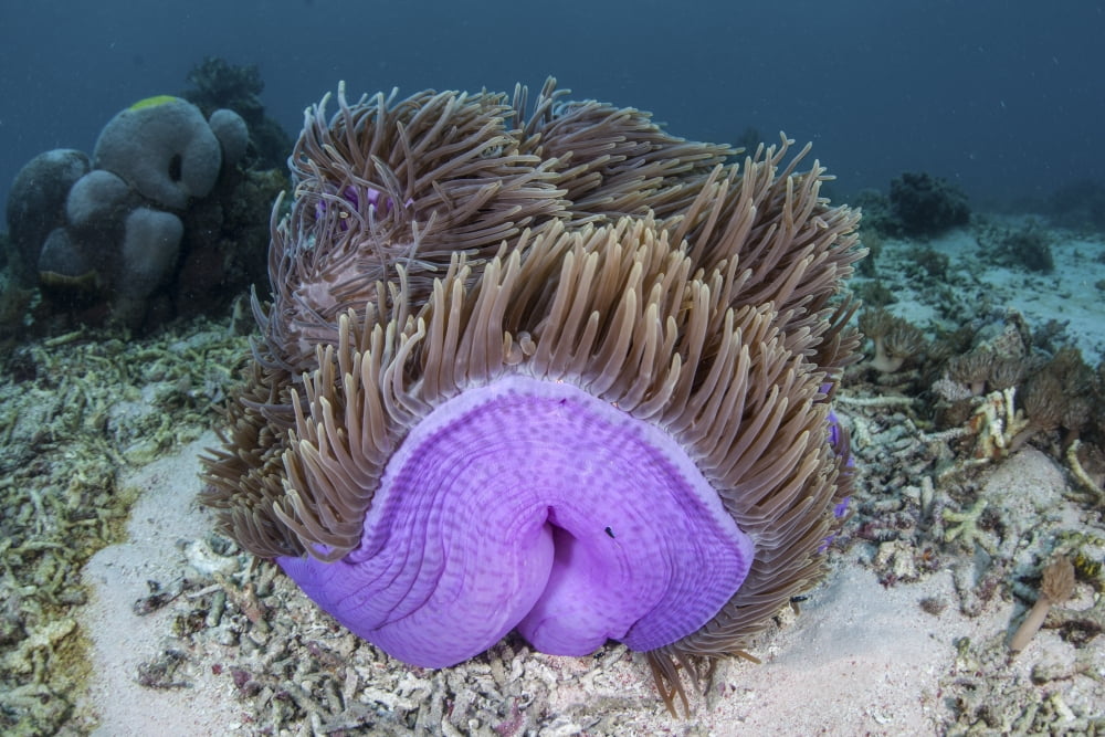A magnificent sea anemone grows in Komodo National Park Canvas Art - Ethan DanielsStocktrek Images (17 x 12)