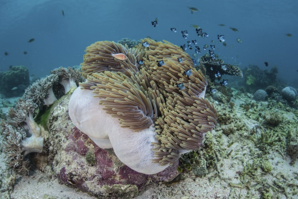 A magnificent sea anemone hosts anemonefish in Komodo National Park Canvas Art - Ethan DanielsStocktrek Images (17 x 12)