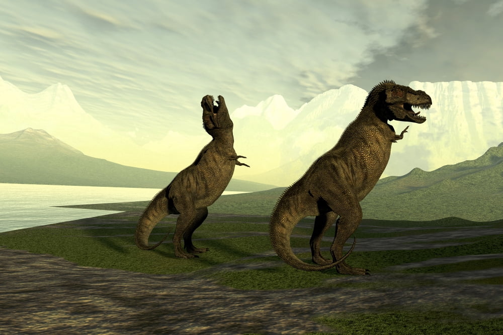 A male Tyrannosaurus Rex roars to impress the larger female Canvas Art - Corey FordStocktrek Images (18 x 12)