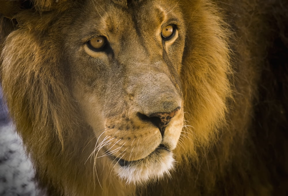 A male lion (Panthera leo) hangs out at the petting zoo Bandon Oregon United States of America Canvas Art - Robert L Potts Design Pics (18 x 12)