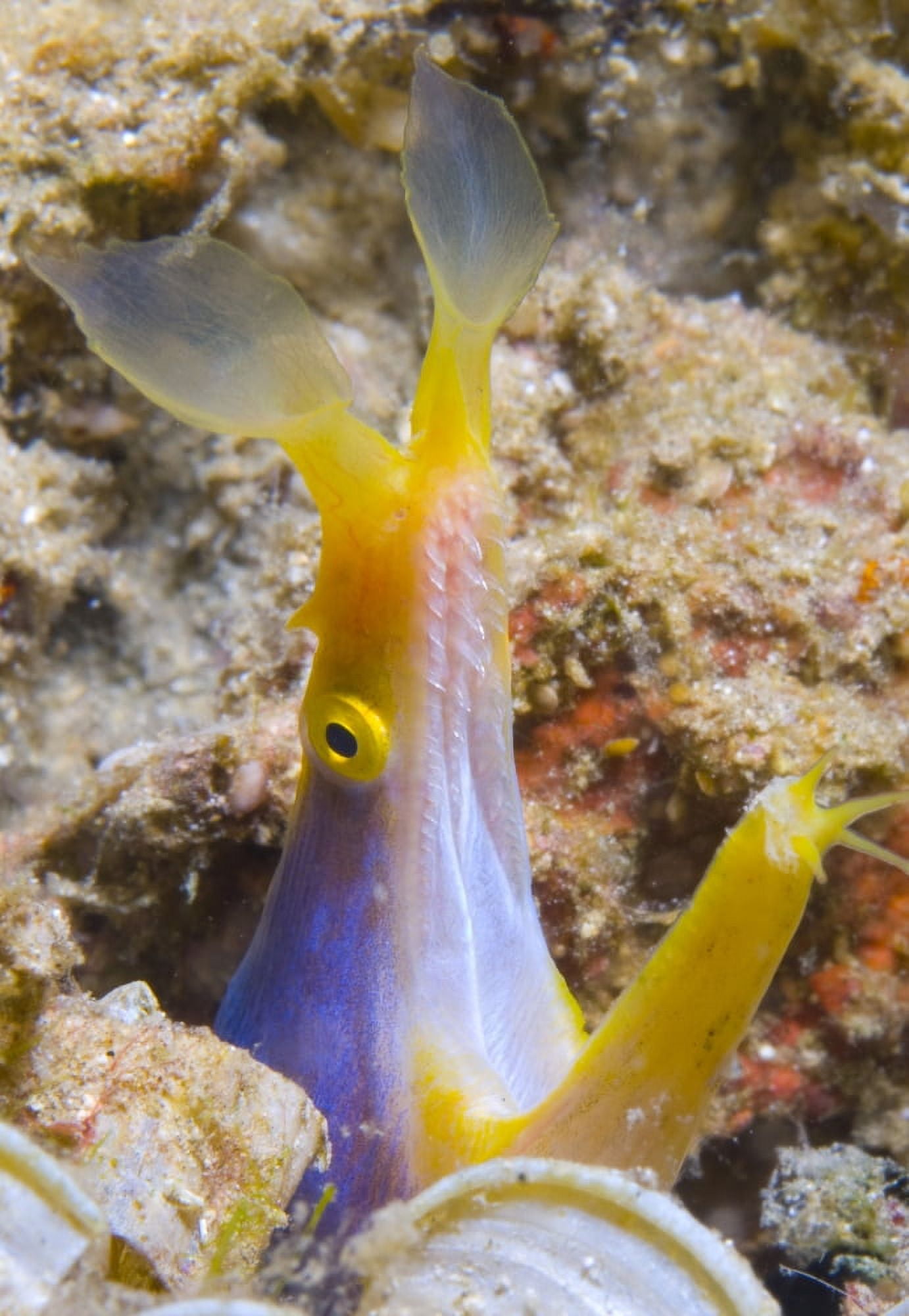 A male ribbon eel peering from its hole Papua New Guinea Canvas Art - Steve JonesStocktrek Images (12 x 17)