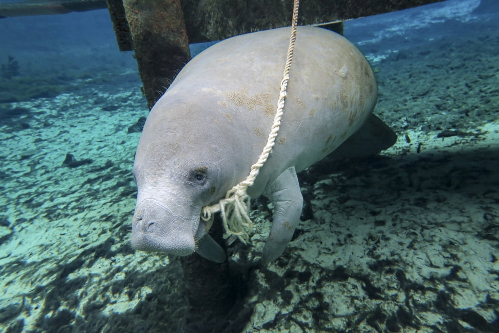 A manatee gnawing on the dock line at Fanning Springs State Park Florida Canvas Art - Michael WoodStocktrek Images (34 x 23)