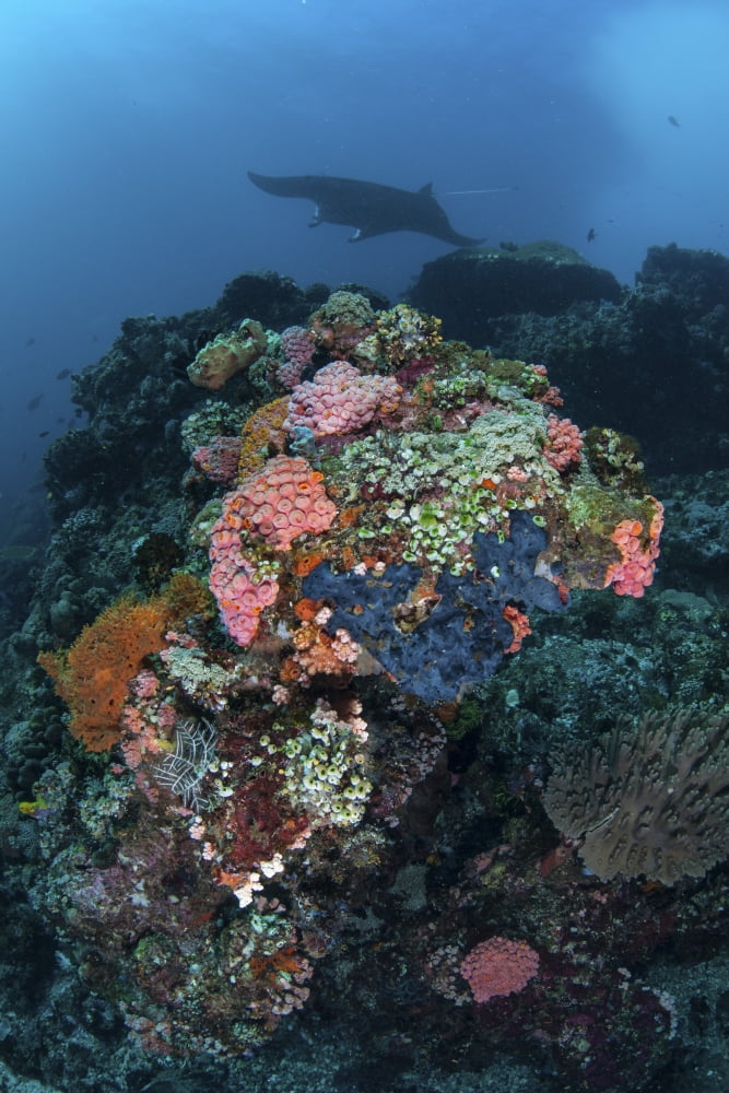 A manta ray swimming above a colorful reef in Indonesia Canvas Art - Ethan DanielsStocktrek Images (12 x 17)