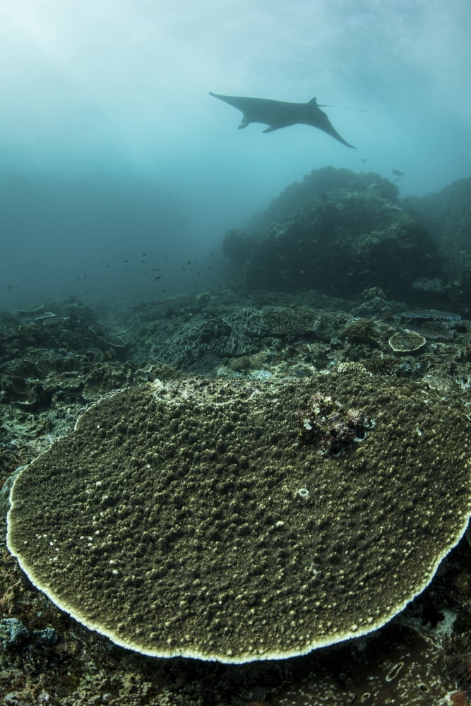 A manta ray swimming through a current-swept channel in Indonesia Canvas Art - Ethan DanielsStocktrek Images (12 x 17)