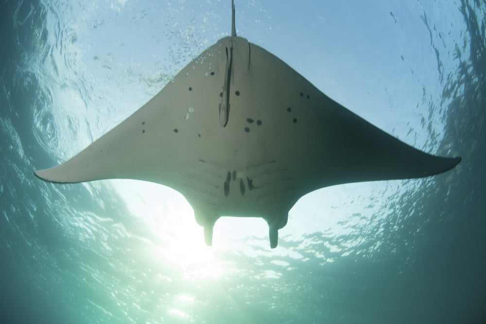 A manta ray swims into the sun in the tropical Pacific Ocean Canvas Art - Ethan DanielsStocktrek Images (17 x 12)