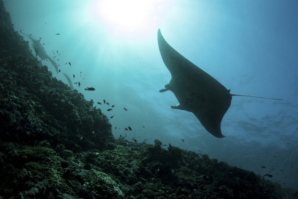 A manta ray swims through a current-swept channel in Indonesia Canvas Art - Ethan DanielsStocktrek Images (17 x 12)