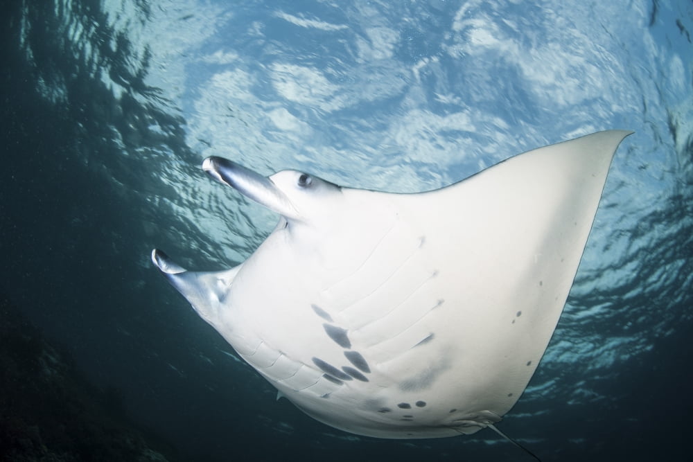 A manta ray swims through shallow water in the tropical Pacific Ocean Canvas Art - Ethan DanielsStocktrek Images (34 x 23)