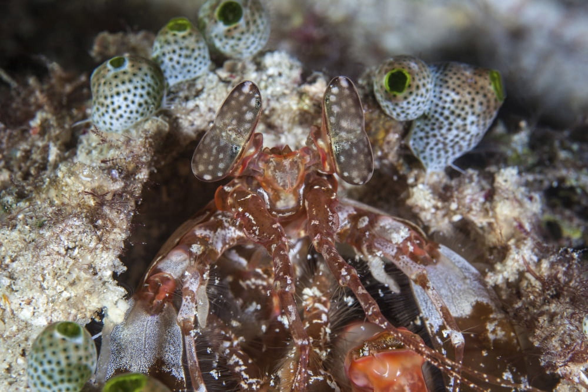 A mantis shrimp peers out of its lair on a reef in Indonesia Canvas Art - Ethan DanielsStocktrek Images (17 x 12)