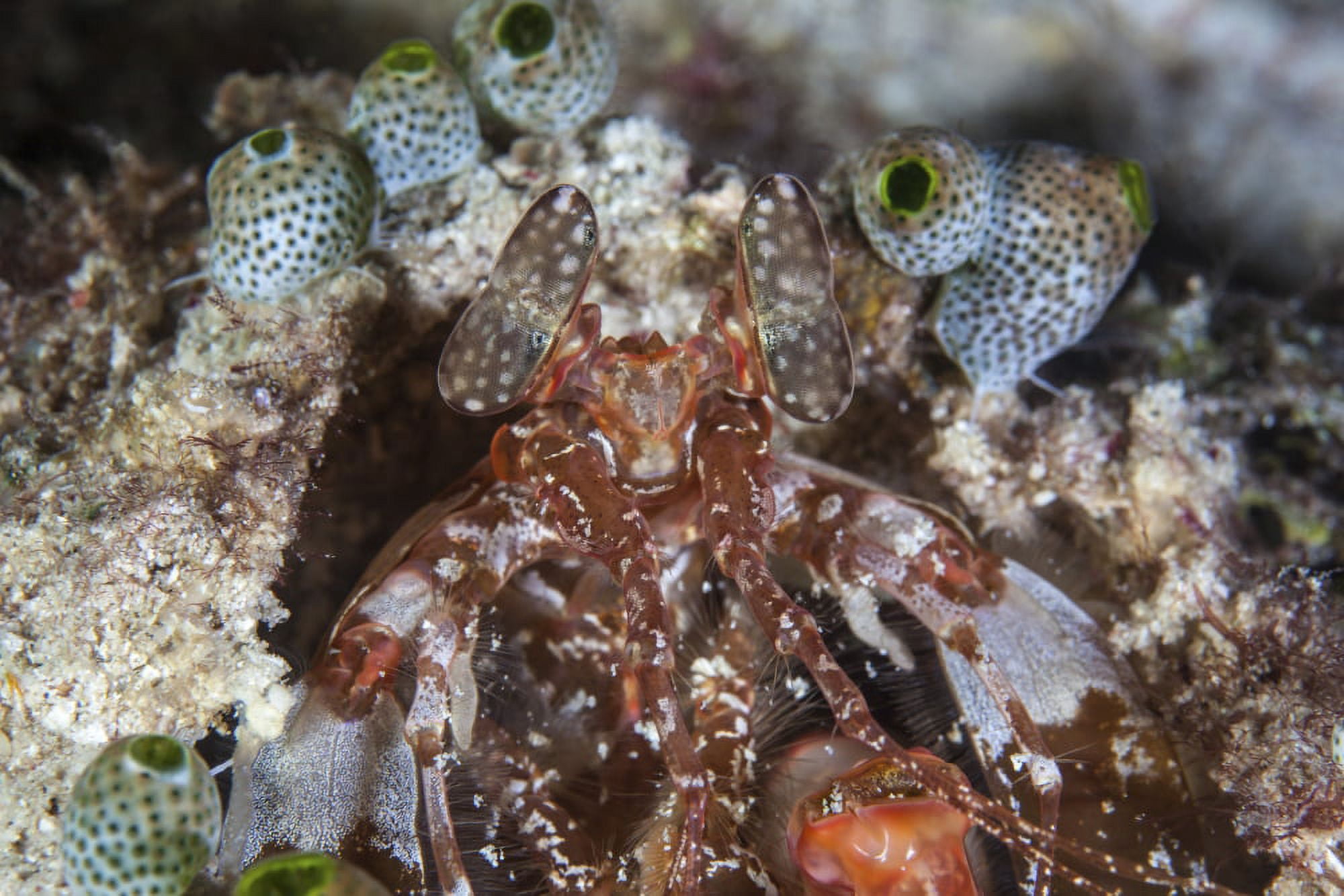 A mantis shrimp peers out of its lair on a reef in Indonesia Canvas Art - Ethan DanielsStocktrek Images (34 x 23)