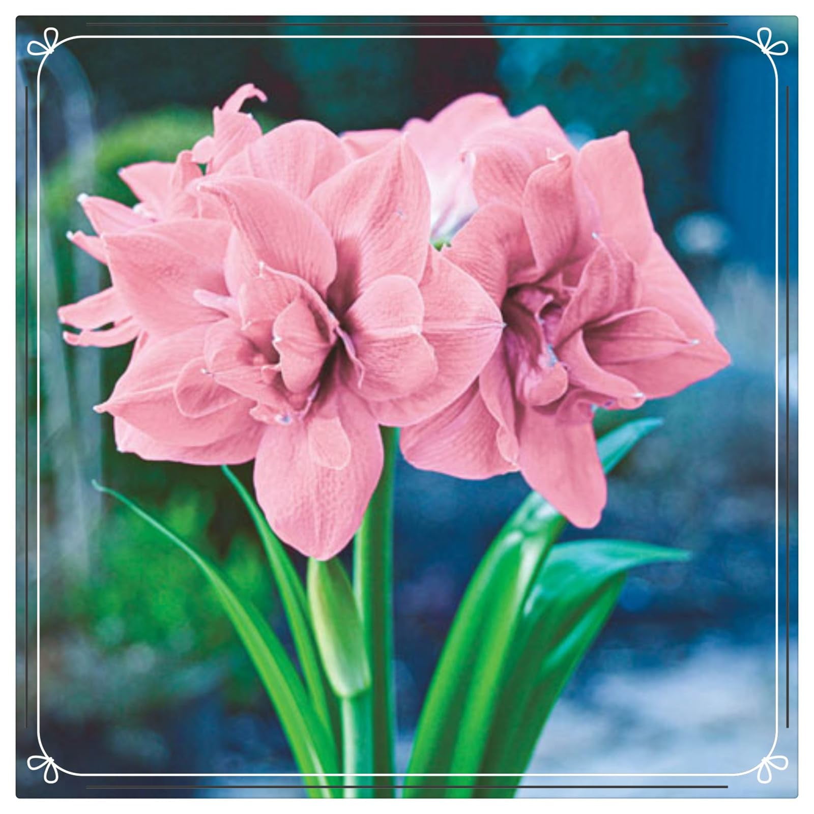 A maryllis bulbs bulk amaryllis plants live,Plant flowers in indoor and