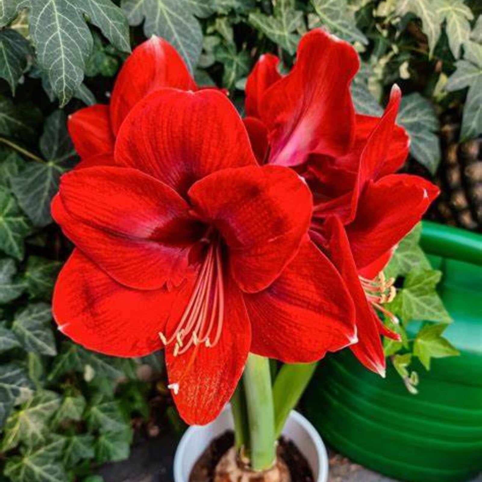A maryllis bulbs bulk amaryllis plants live,Plant flowers in indoor and