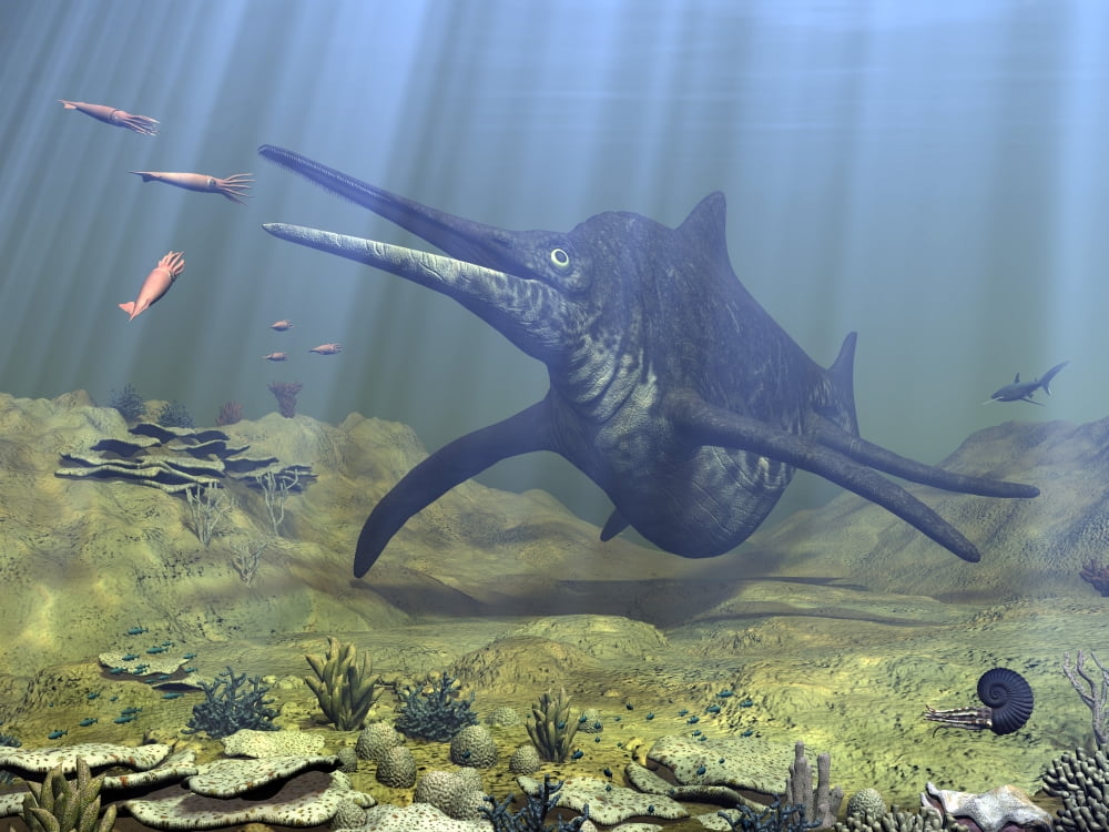 A massive Shonisaurus attempts to make a meal of a school of squid-like Belemnites Canvas Art - Walter MyersStocktrek Images (17 x 13)