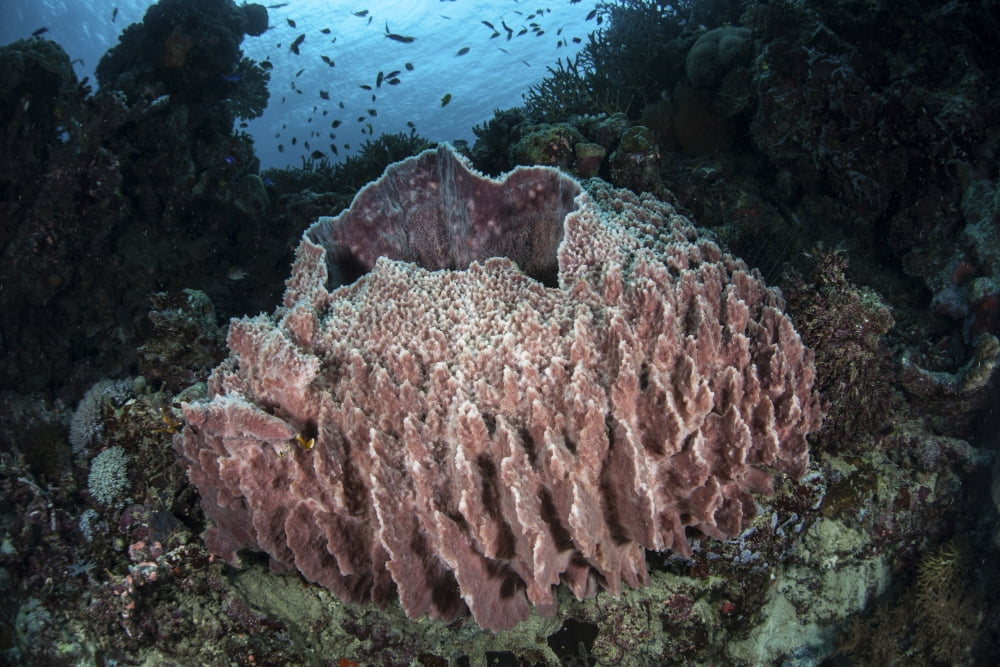 A massive barrel sponge grows n the Solomon Islands Canvas Art - Ethan DanielsStocktrek Images (34 x 23)