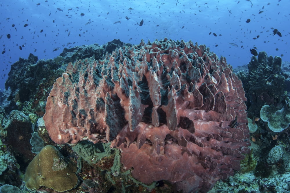 A massive barrel sponge grows on a healthy coral reef Canvas Art - Ethan DanielsStocktrek Images (34 x 23)