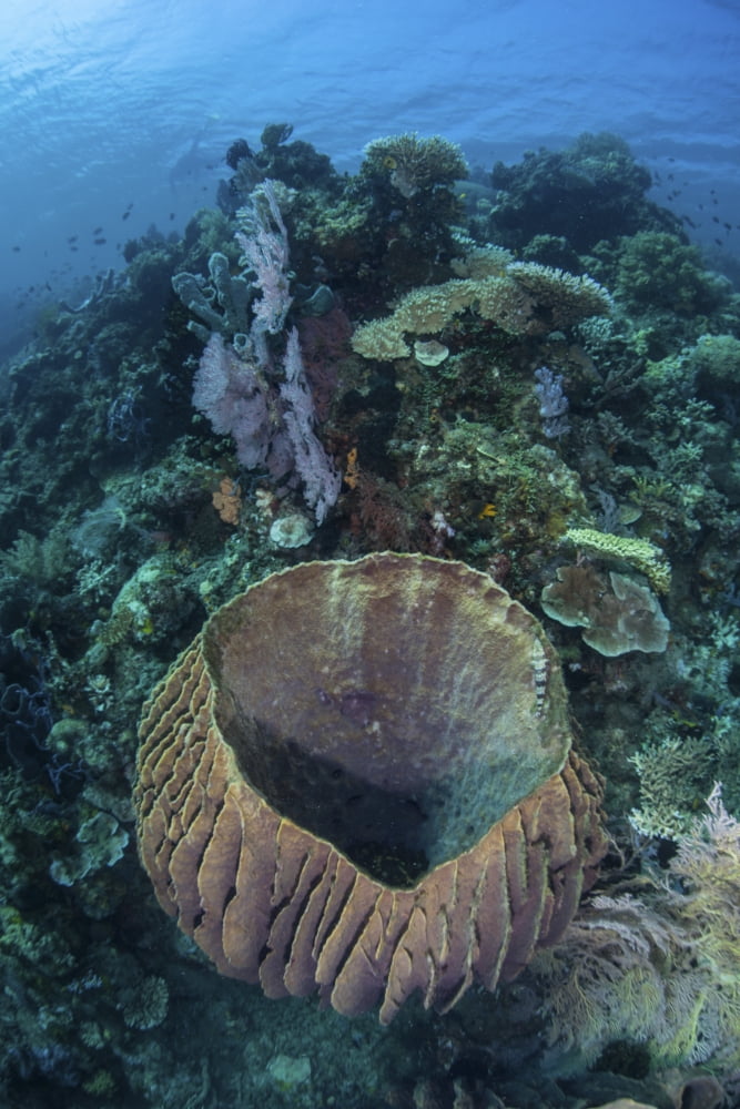 A massive barrel sponge grows on a reef near Alor Indonesia Canvas Art - Ethan DanielsStocktrek Images (24 x 35)