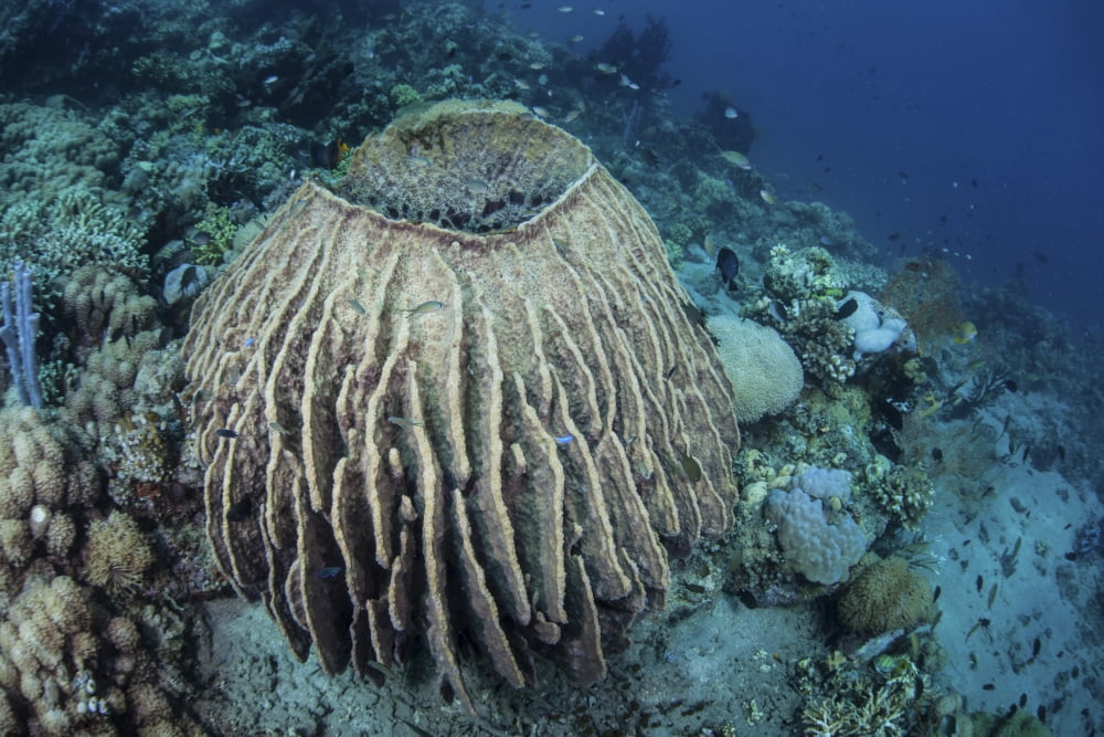 A massive barrel sponge grows on a reef near Alor Indonesia Canvas Art - Ethan DanielsStocktrek Images (35 x 24)