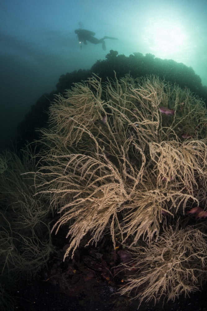 A massive black coral colony grows in Horseshoe Bay Indonesia Canvas Art - Ethan DanielsStocktrek Images (23 x 34)