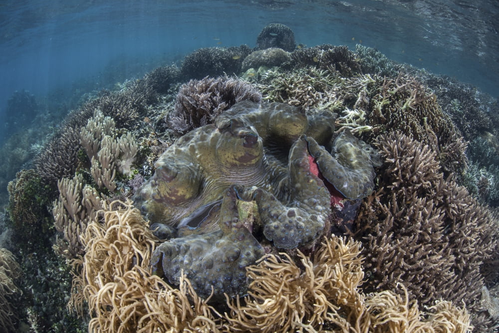 A massive giant clam grows in Raja Ampat Indonesia Canvas Art - Ethan DanielsStocktrek Images (35 x 24)