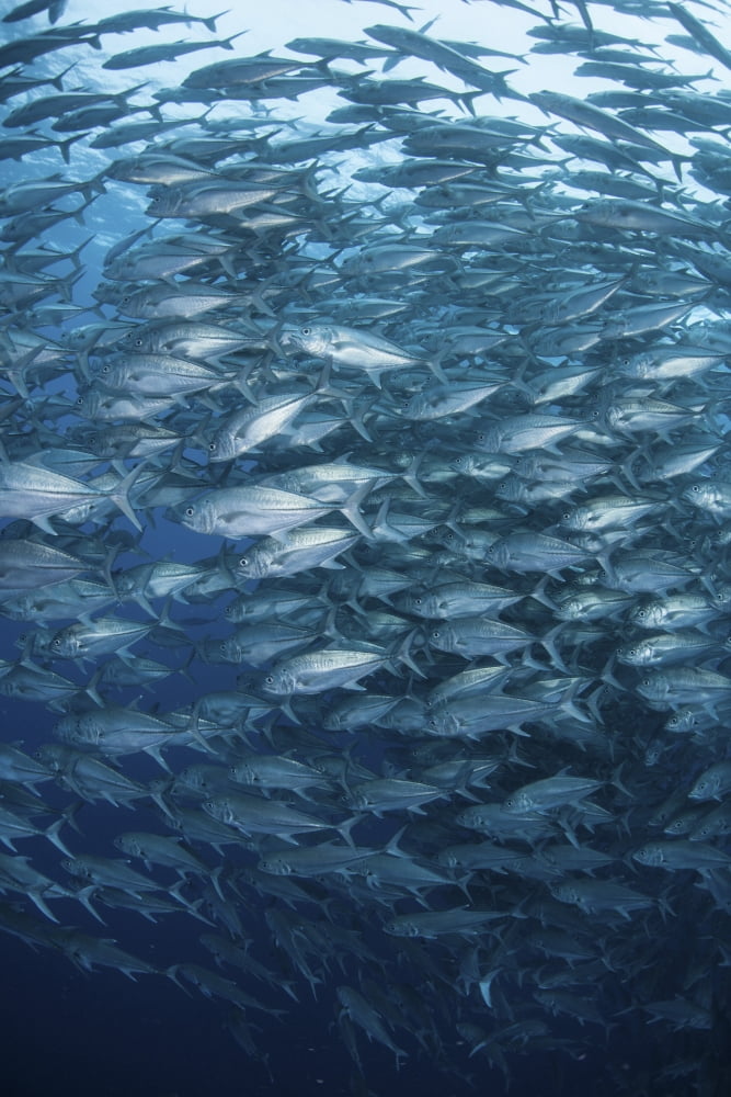 A massive school of bigeye trevally near Cocos Island Costa Rica Canvas Art - Ethan DanielsStocktrek Images (23 x 34)
