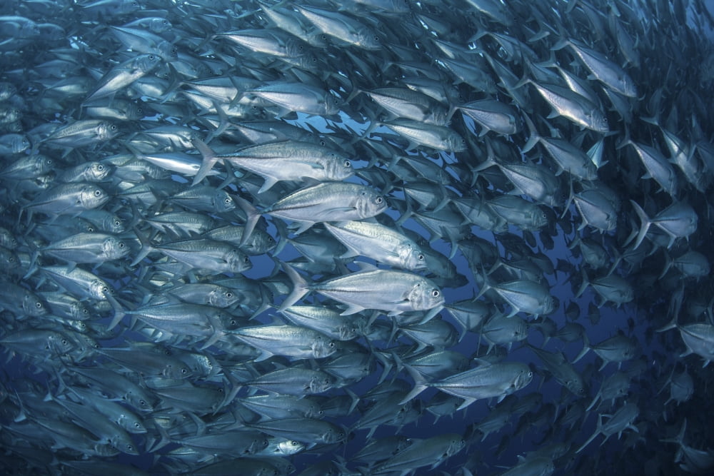 A massive school of bigeye trevally near Cocos Island Costa Rica Canvas Art - Ethan DanielsStocktrek Images (34 x 23)