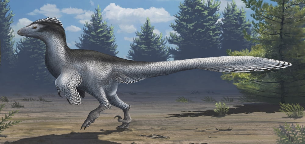 A mid-sized Cretaceous China deinonychosaur Canvas Art - Emily WilloughbyStocktrek Images (41 x 19)