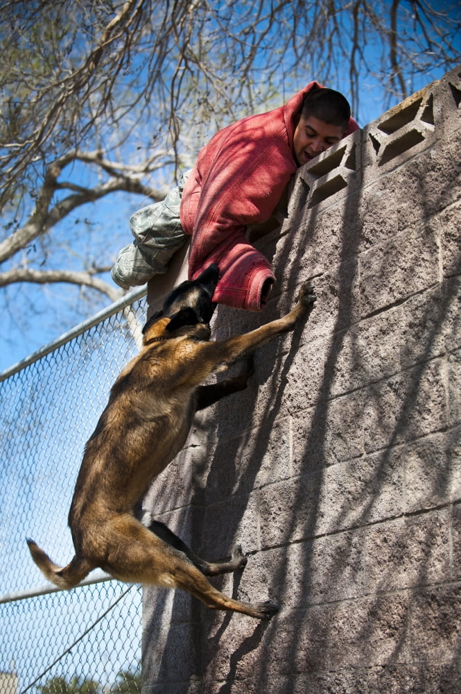 A military working dog climbs a wall to apprehend a suspect Canvas Art - Stocktrek Images (23 x 35)