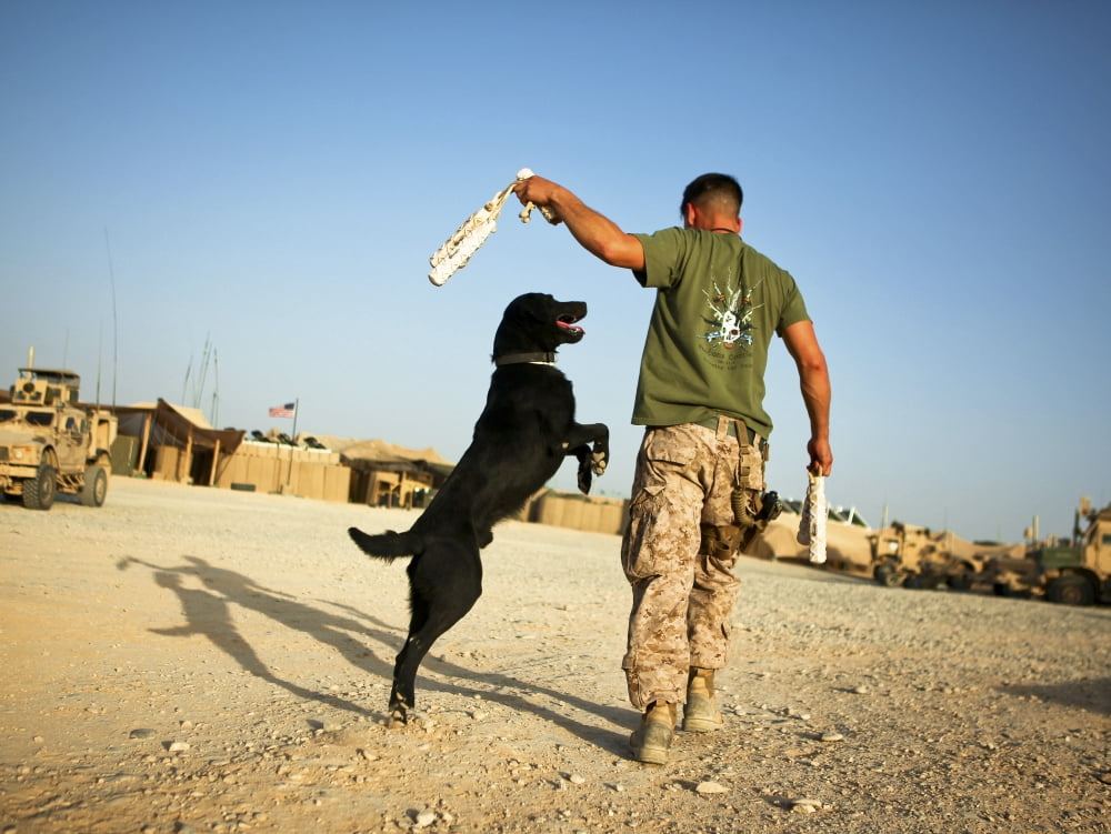 A military working dog handler conducts physical training in Afghanistan Canvas Art - Stocktrek Images (32 x 24)