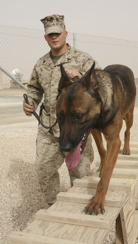 A military working dog handler walks his dog through an obedience course Canvas Art - Stocktrek Images (21 x 37)