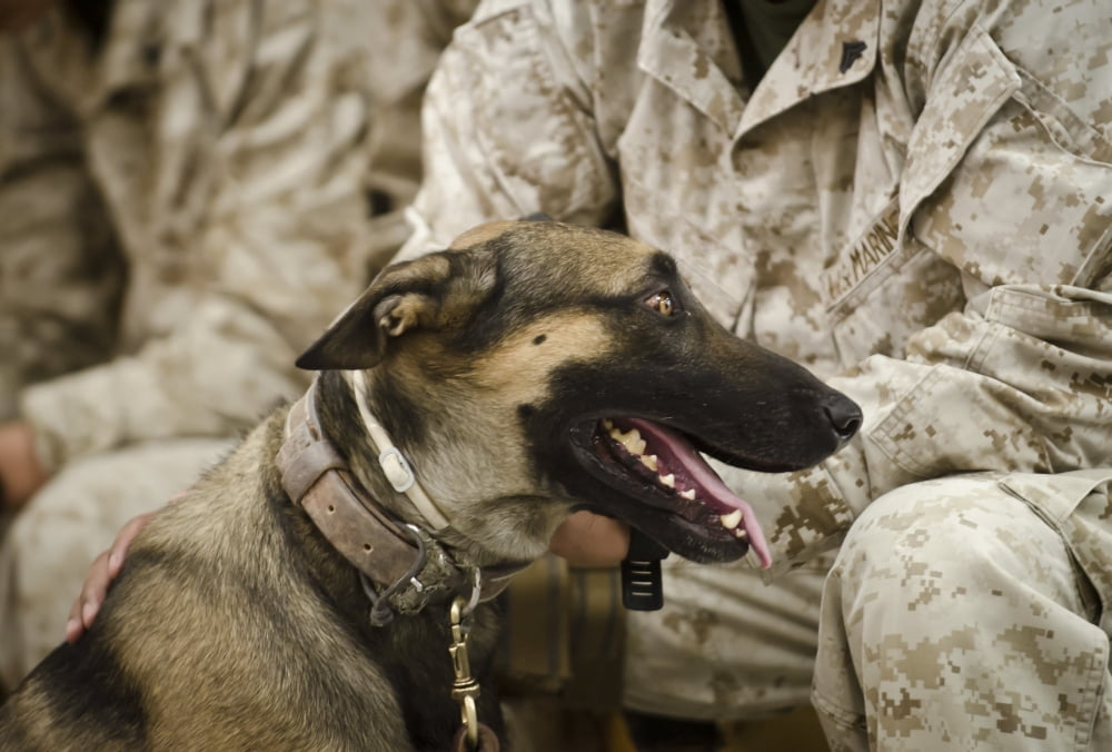 A military working dog sits at the feet of his dog handler Canvas Art - Stocktrek Images (35 x 24)