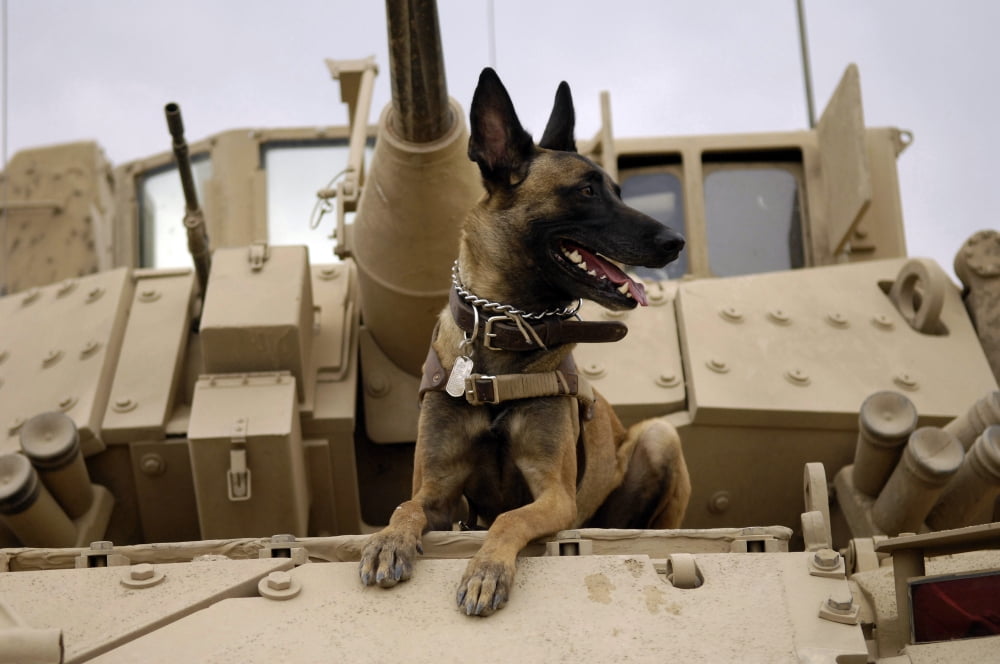 A military working dog sits on a US Army M2A3 Bradley Fighting Vehicle Canvas Art - Stocktrek Images (34 x 23)