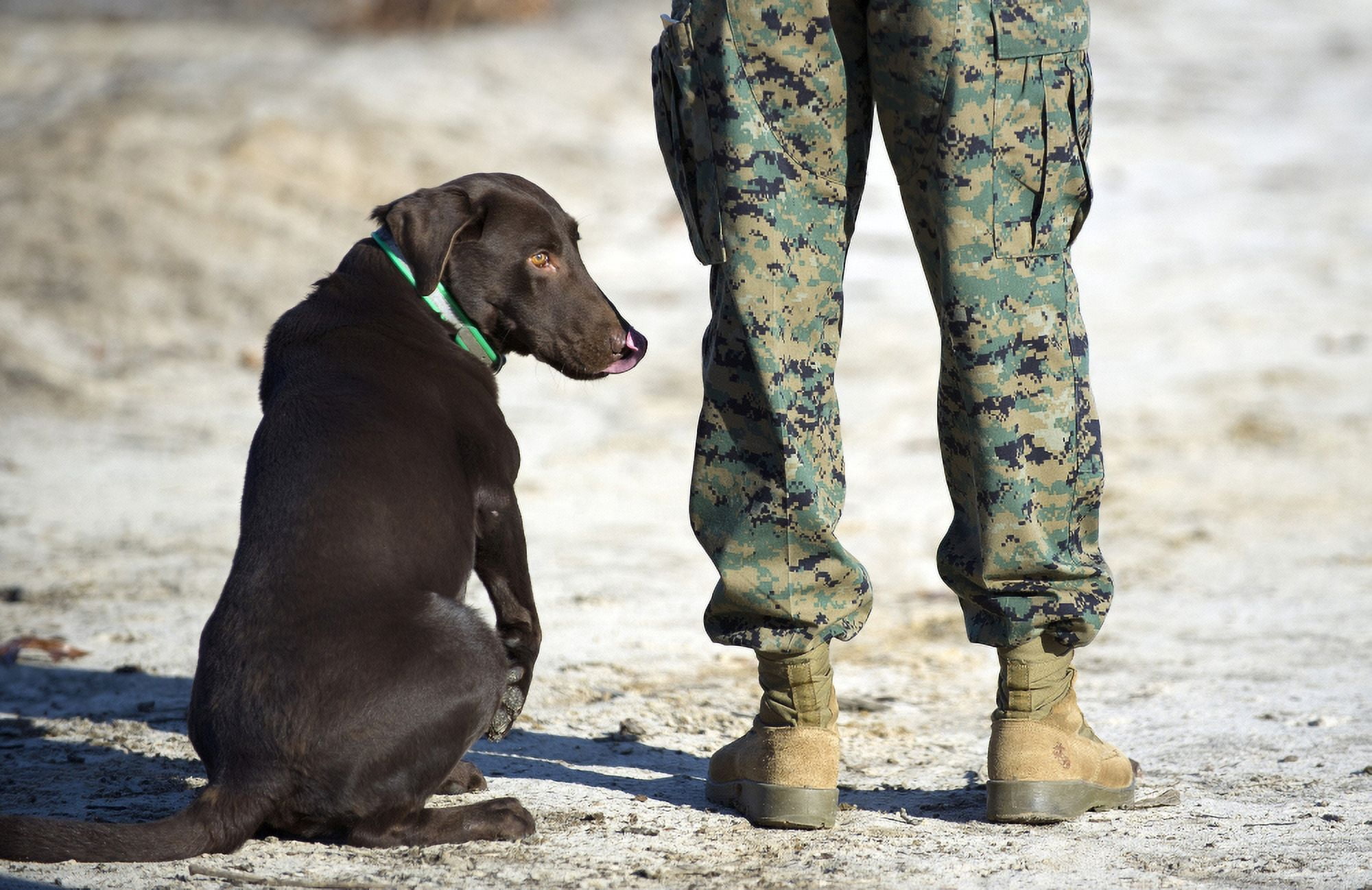 A military working dog waits for a command from his trainer Canvas Art - Stocktrek Images (35 x 23)