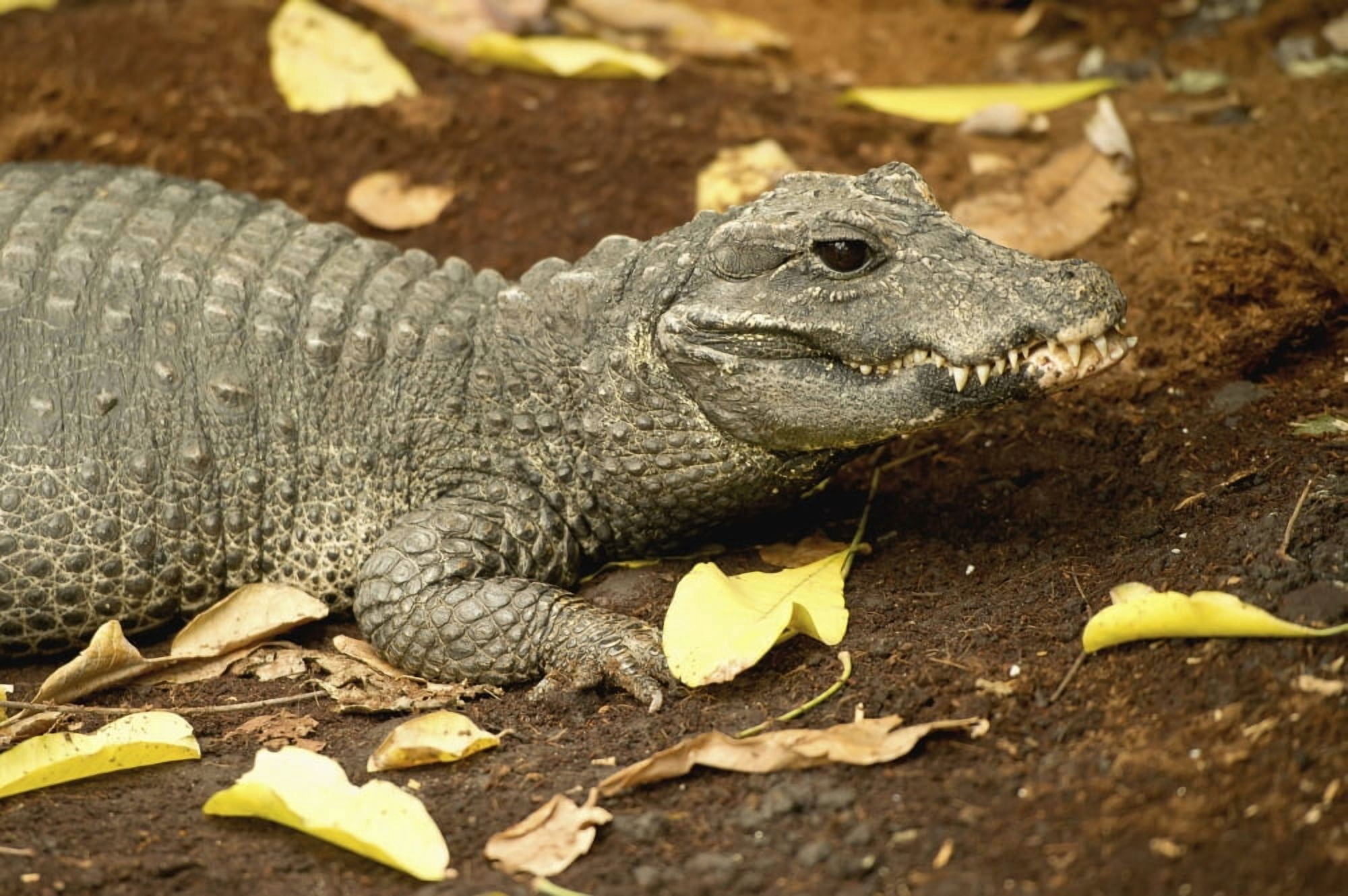 A miniature crocodile at the Calgary Zoo Calgary Alberta Canada Canvas Art - John Kroetch Design Pics (19 x 12)