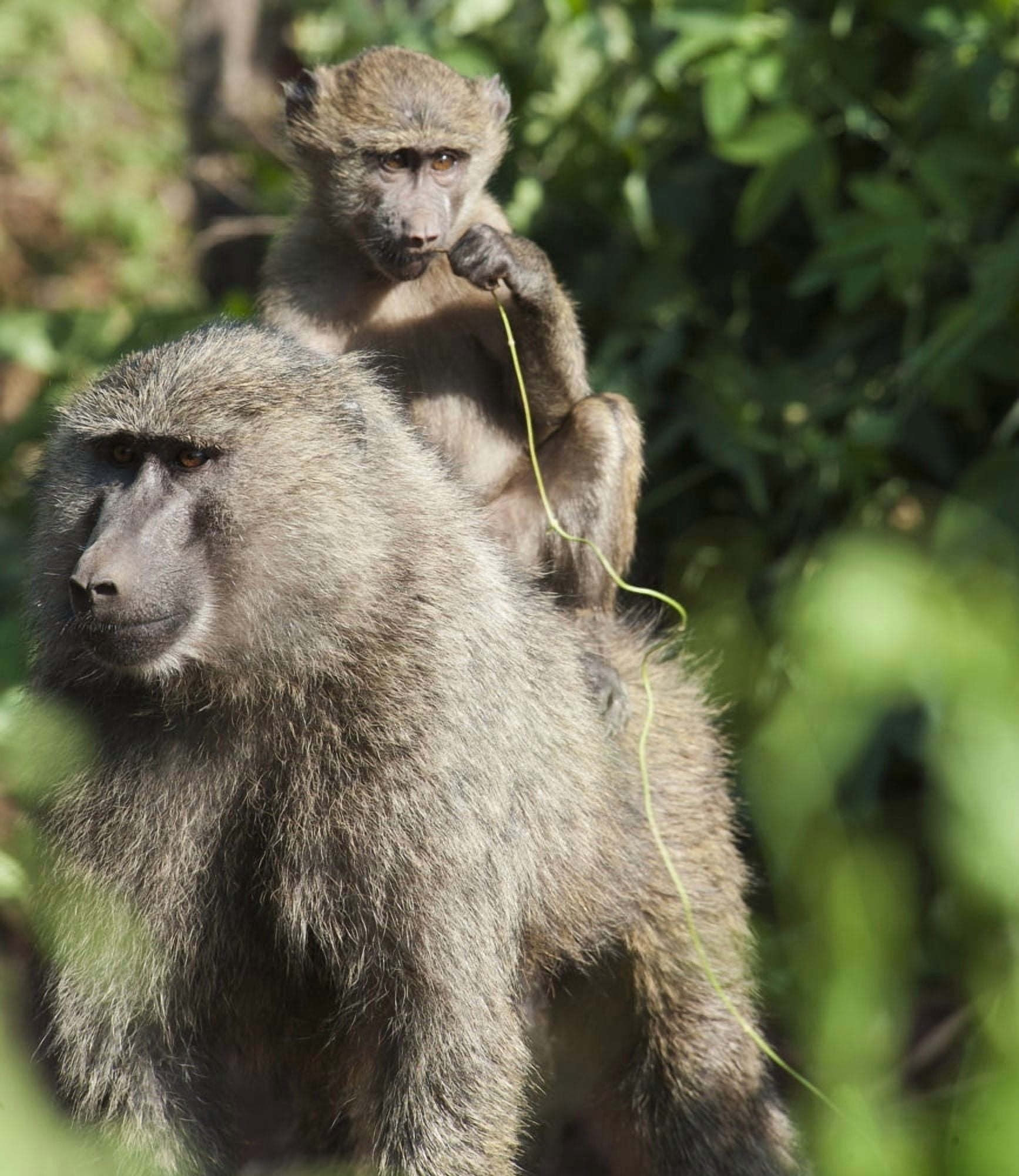 A monkey and its baby sitting on her back in the maasai mara national reserveMaasai mara kenya Canvas Art - Diane Levit Design Pics (14 x 16)