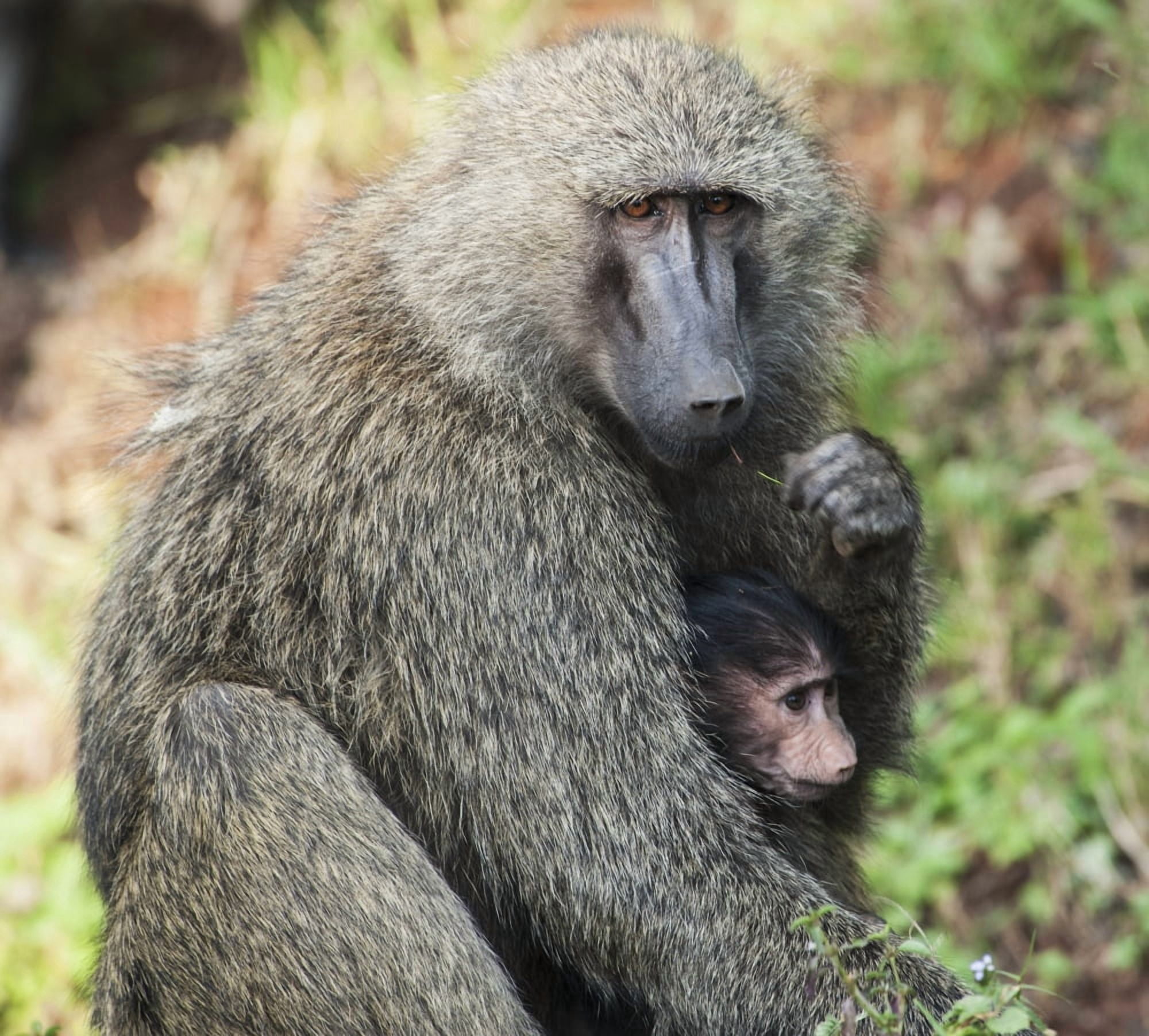 A monkey with its baby in the maasai mara national reserveMaasai mara kenya Canvas Art - Diane Levit Design Pics (32 x 28)
