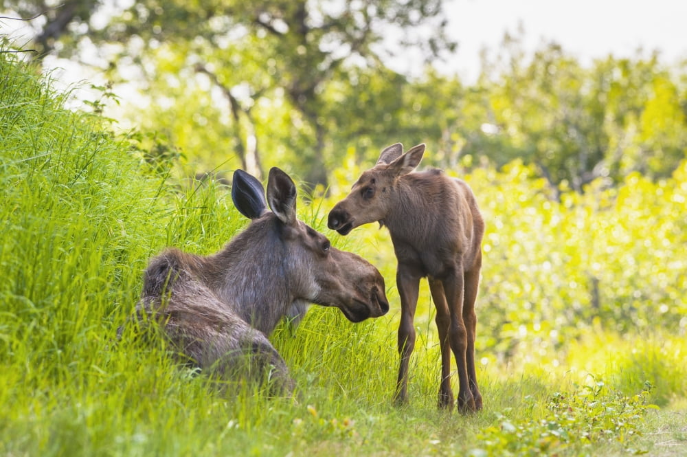 A moose cow and calf in Kincaid Park Anchorage Southcentral Alaska summer Canvas Art - Michael Jones Design Pics (19 x 12)