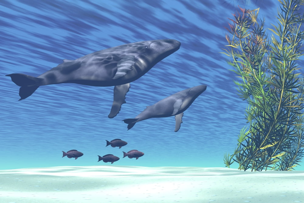 A mother and calf humpback whale rise to the surface Canvas Art - Corey FordStocktrek Images (35 x 23)