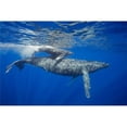 thumbnail image 1 of A mother and calf pair of humpback whales come to the waters surface; Maui Hawaii United States of America, 1 of 2