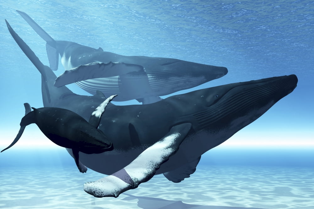 A mother humpback whale is escorted by another whale and her baby calf Canvas Art - Corey FordStocktrek Images (18 x 12)