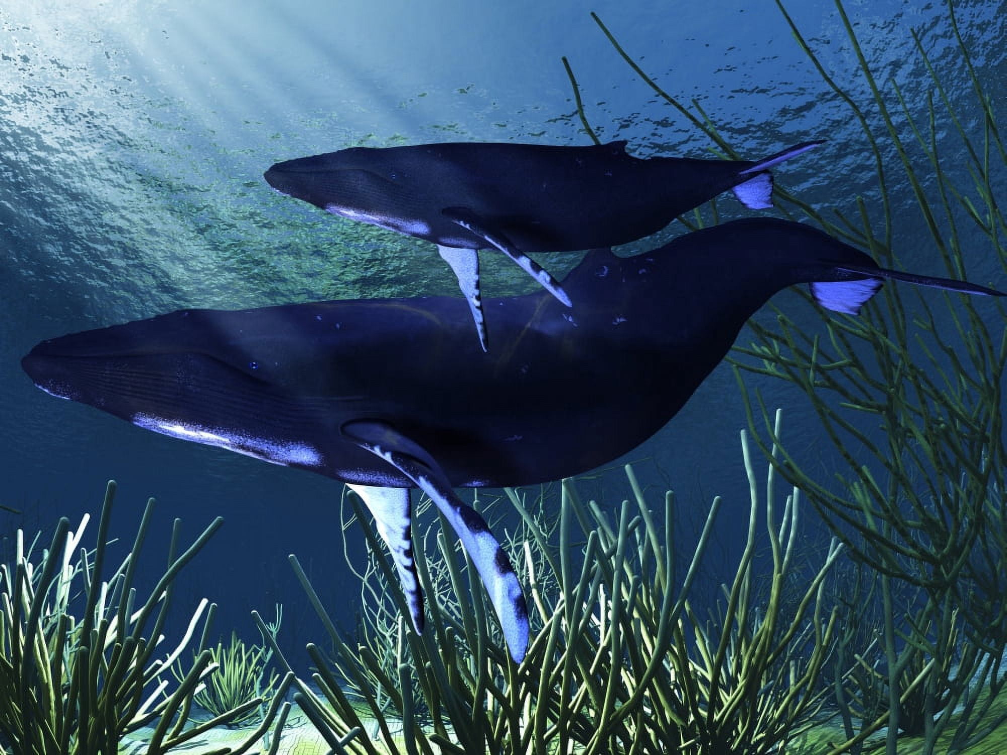A mother humpback whale swims with her baby calf Canvas Art - Corey FordStocktrek Images (33 x 25)
