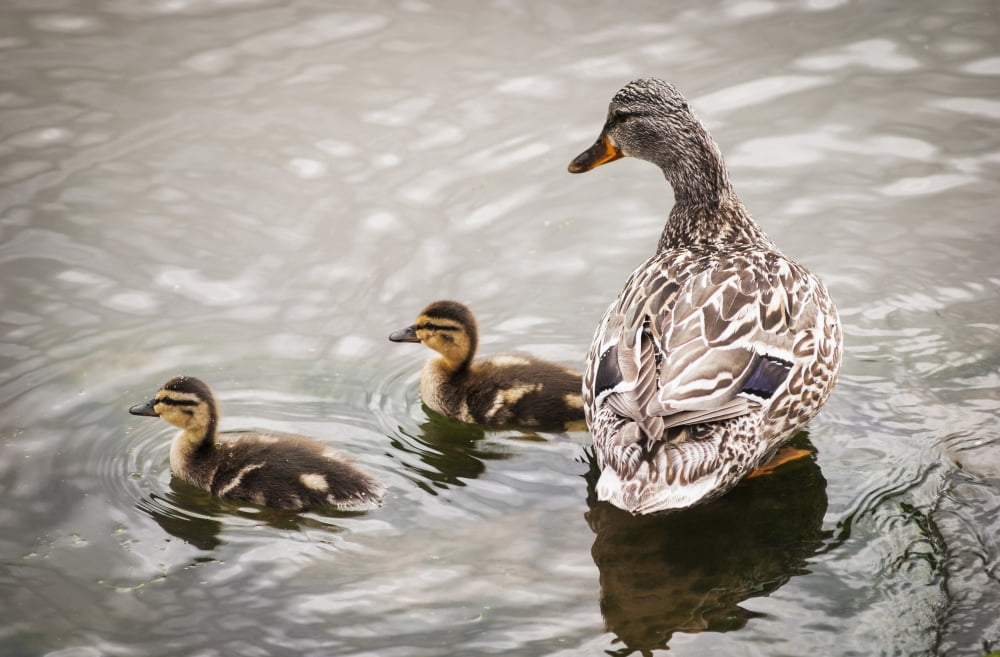 A mother mallard guards her ducklings Astoria Oregon United States of America Canvas Art - Robert L Potts Design Pics (19 x 12)